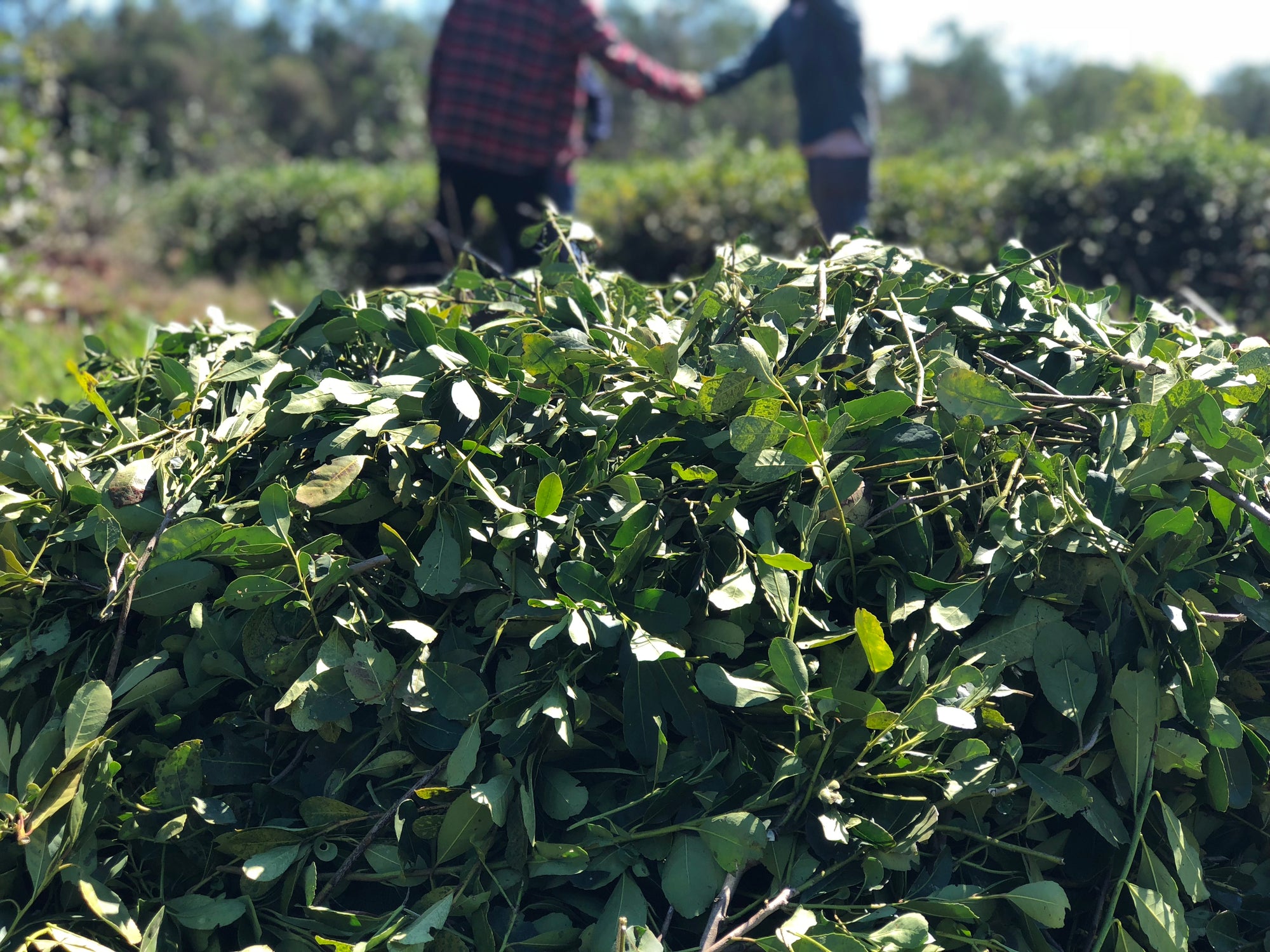 Celebrate Earth Day with Mateina; Enjoy Organic, Sustainable, and Fair Trade Yerba Mate